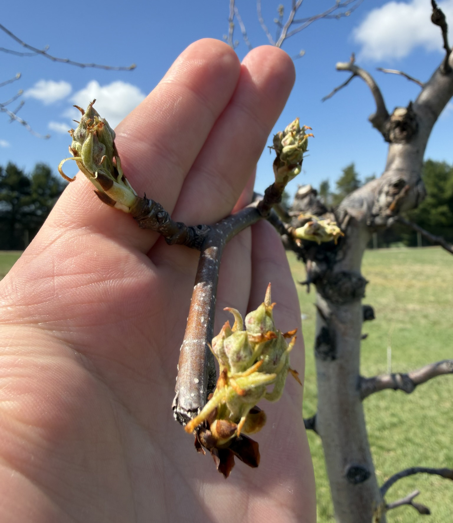 A hand holding a Shenandoah pear bud.